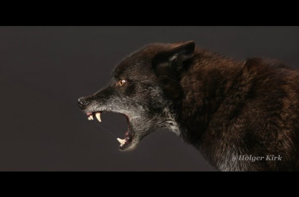 Filmtiere schwarze Wölfe