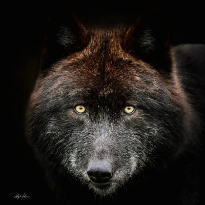 Lukie. Schwarzer Wolf