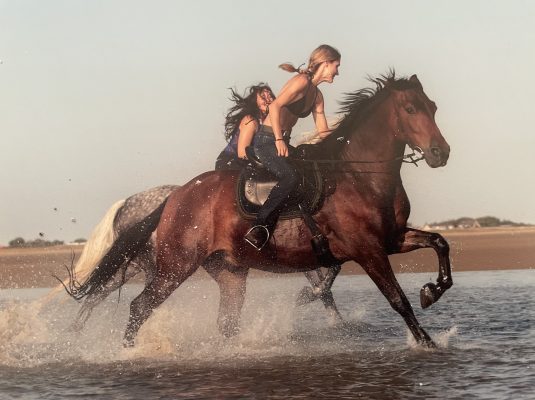 Filmtiere Pferde am Reiten