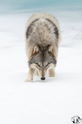 Wolf im Schnee