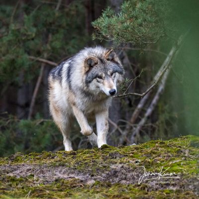 Wolf Miro