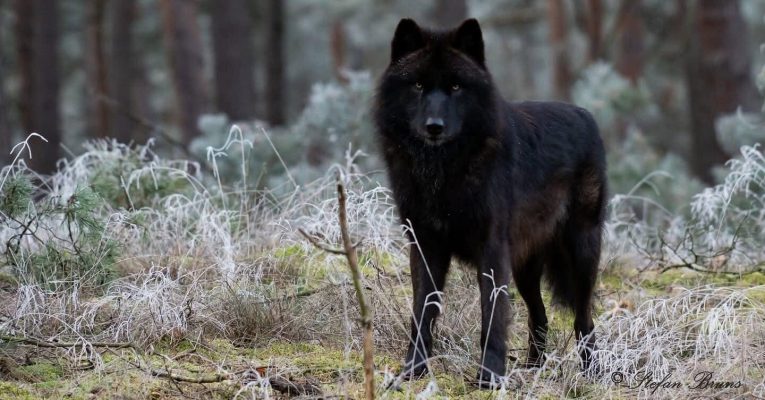 Märchenwolf